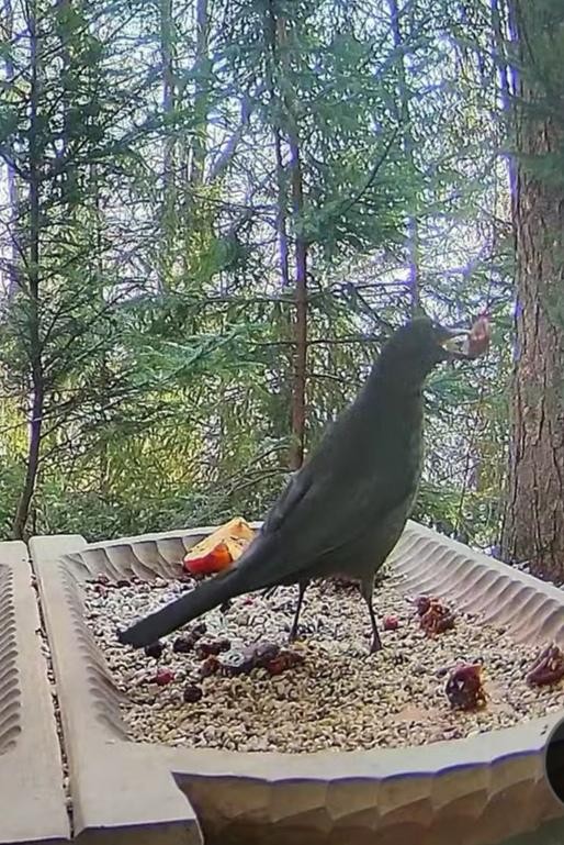livebirdspoland_34e2870a9b2ac7fb5a09599f5a531b48.jpg