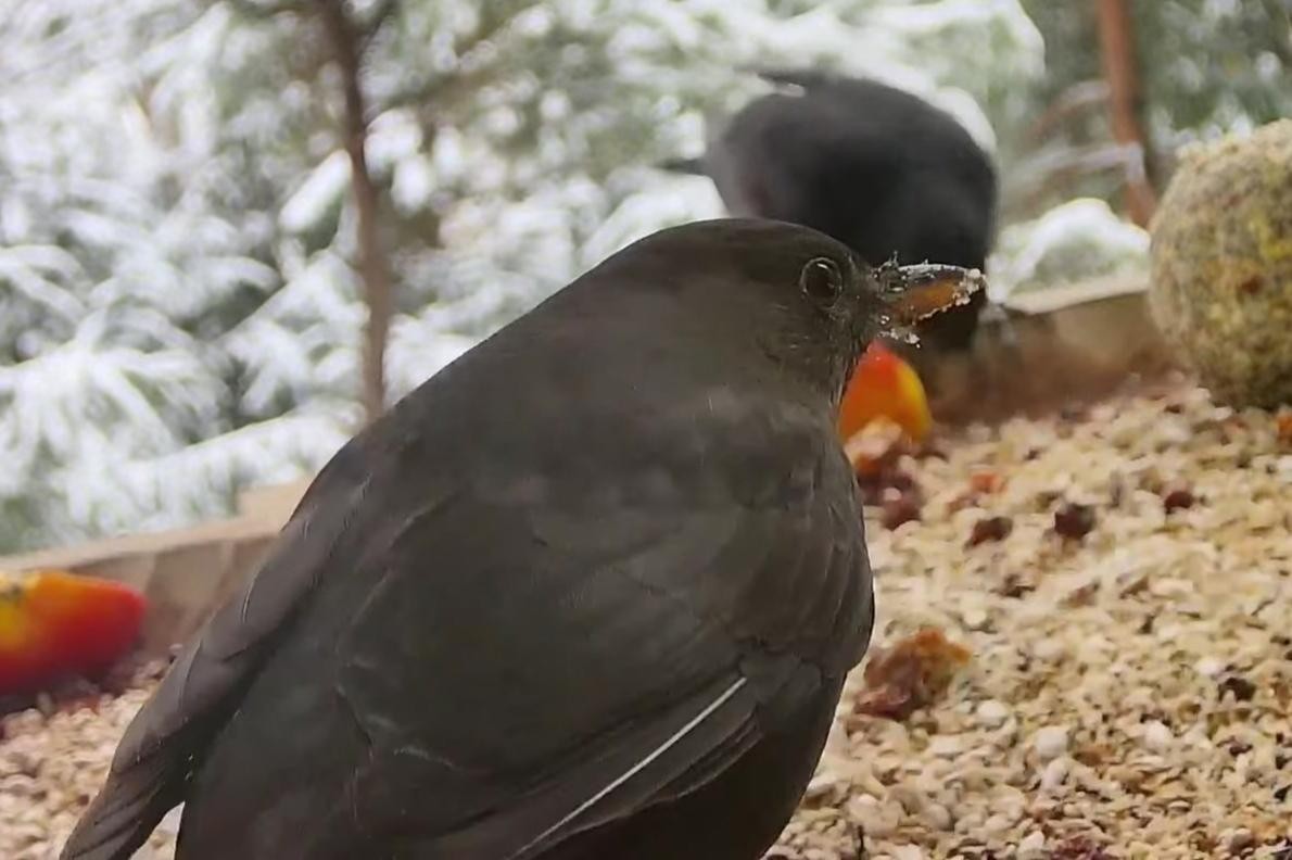 livebirdspoland_2f2f944b282741f41ddc55a43c6dd2b7.jpg