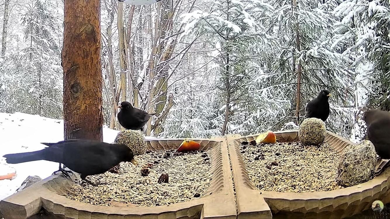 livebirdspoland_7ea971b16475808864e4bd6ae3d06d42.jpg