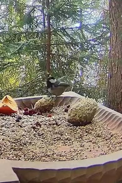 livebirdspoland_3ca1ad62678b6b4fd8422878e7558e0b.jpg
