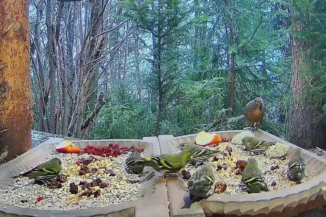 livebirdspoland_7a473e137bc4f45c5819204a7bc263a3.jpg