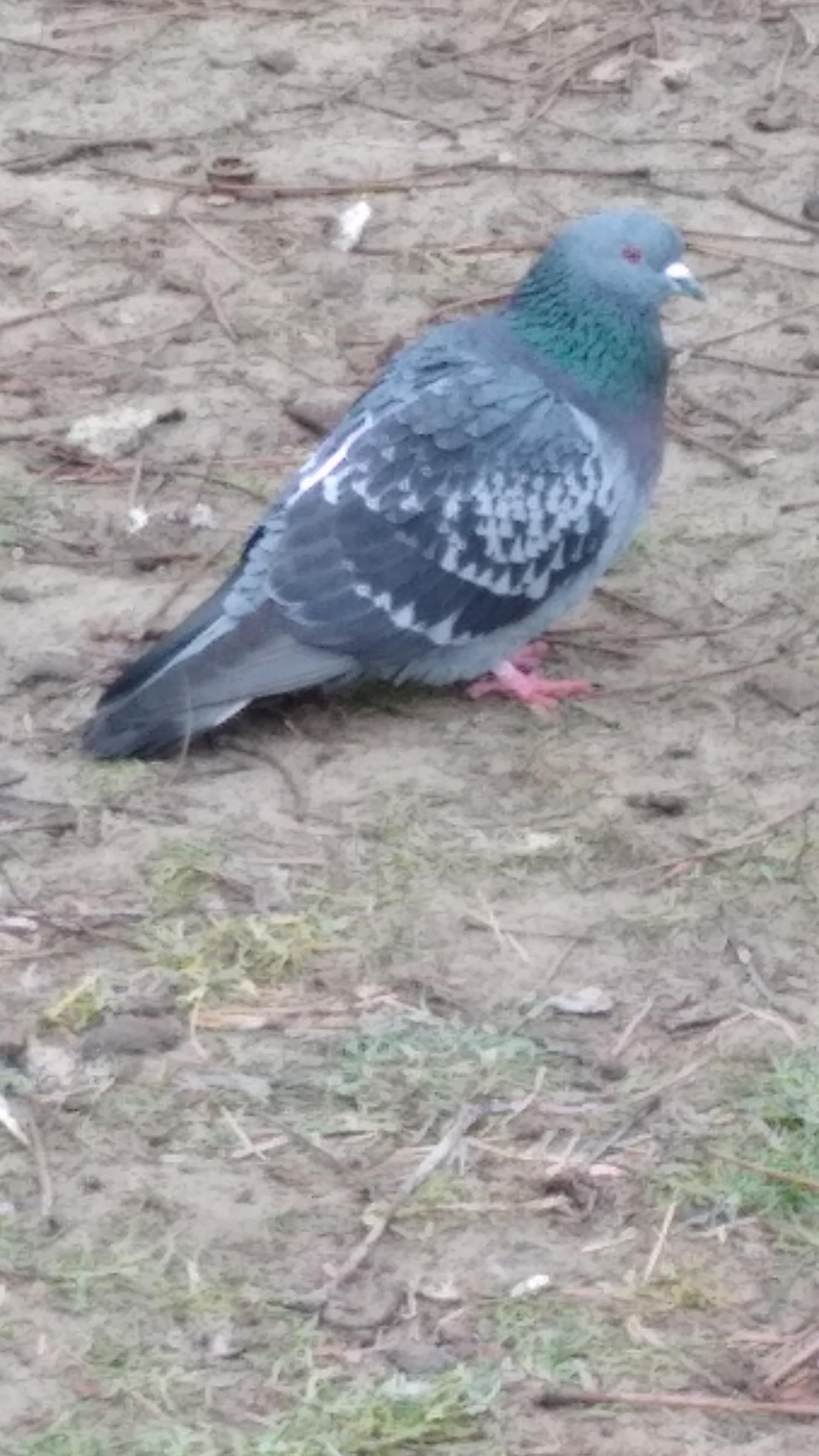 livebirdspoland_759202e59fc22823b03046f80268fc5f.jpg