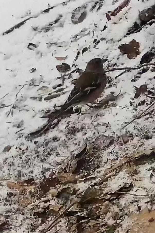 livebirdspoland_2091d1fbf3e58d31b388ee82e7fca970.jpg
