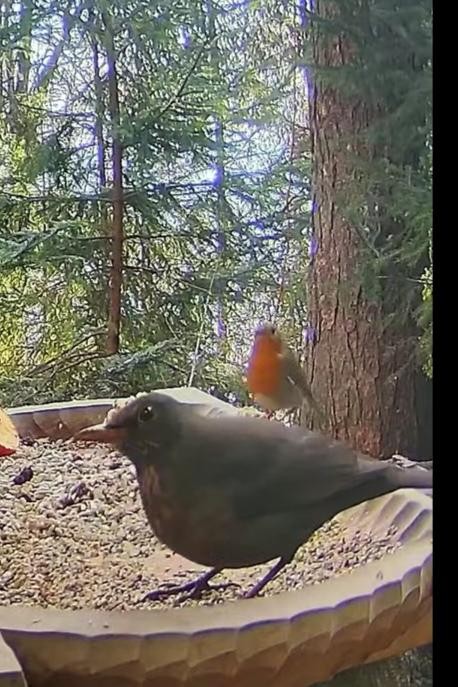 livebirdspoland_14b4a4bc319202a5506c34582c90c473.jpg