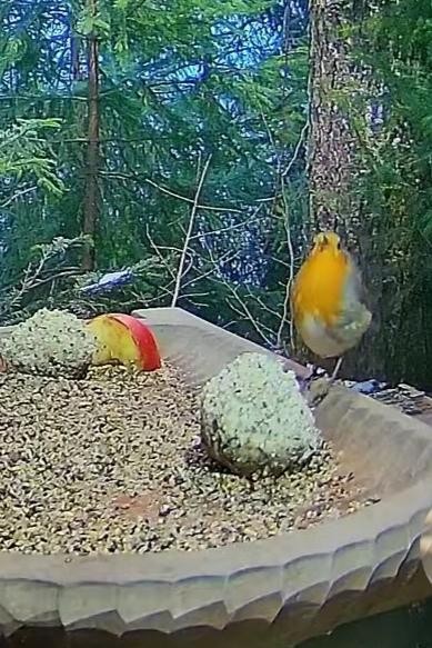 livebirdspoland_a3e3046b50b73f911ef1dd384a5fa7ee.jpg
