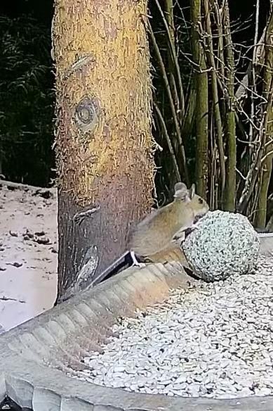 livebirdspoland_ebe261fdd3bb1f6cac6cbef6d8edc870.jpg