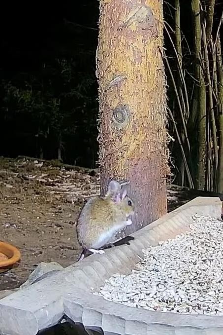 livebirdspoland_406ff8c538789bdcf91753f230ac6c97.jpg