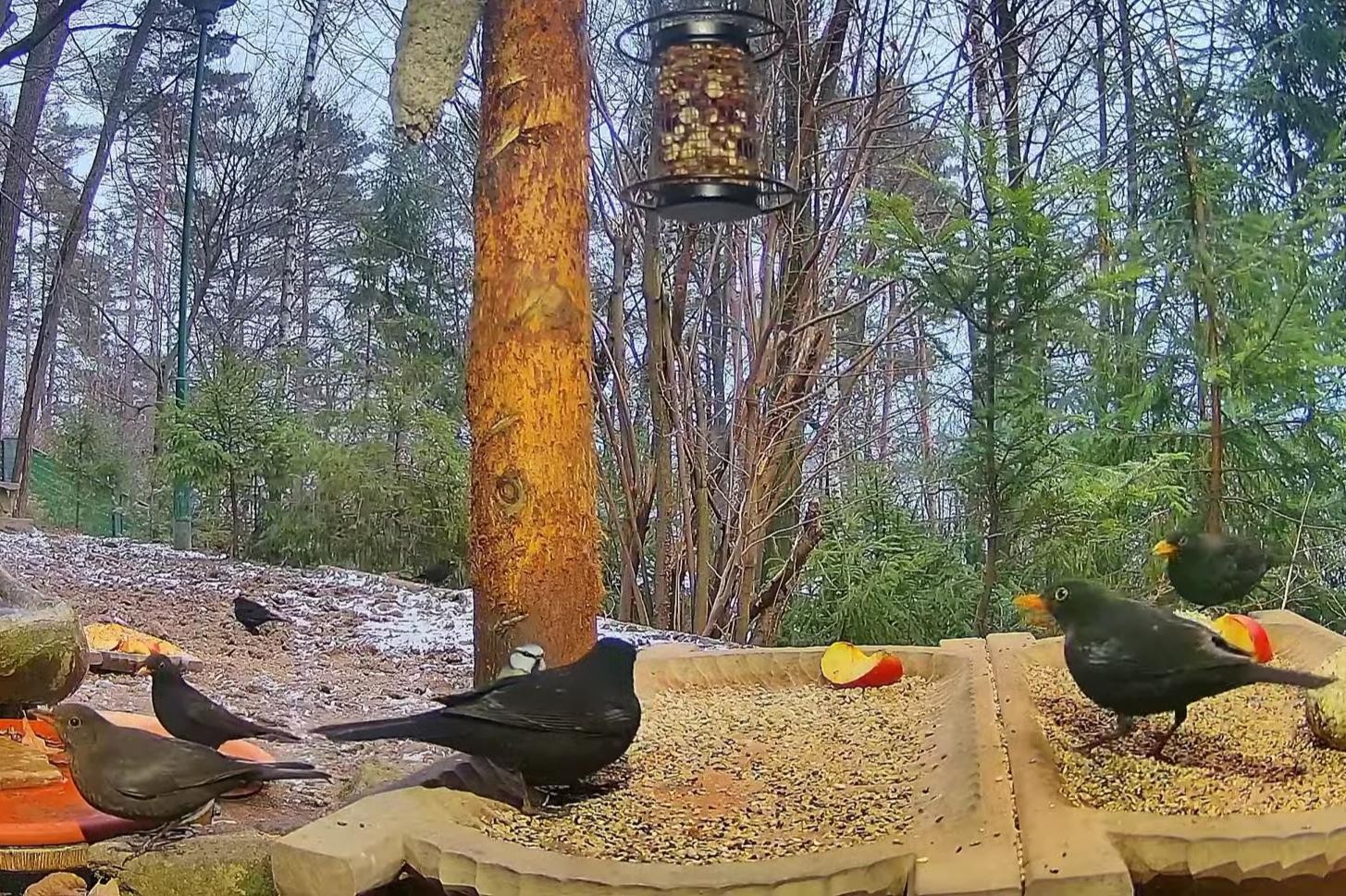 livebirdspoland_8037b0482b1c11531696534b5967715d.jpg