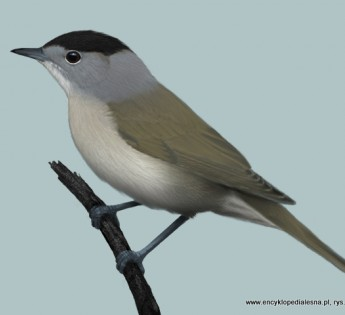 livebirdspoland_b37a2ad33653ede16cc81cc3a505f87b.png