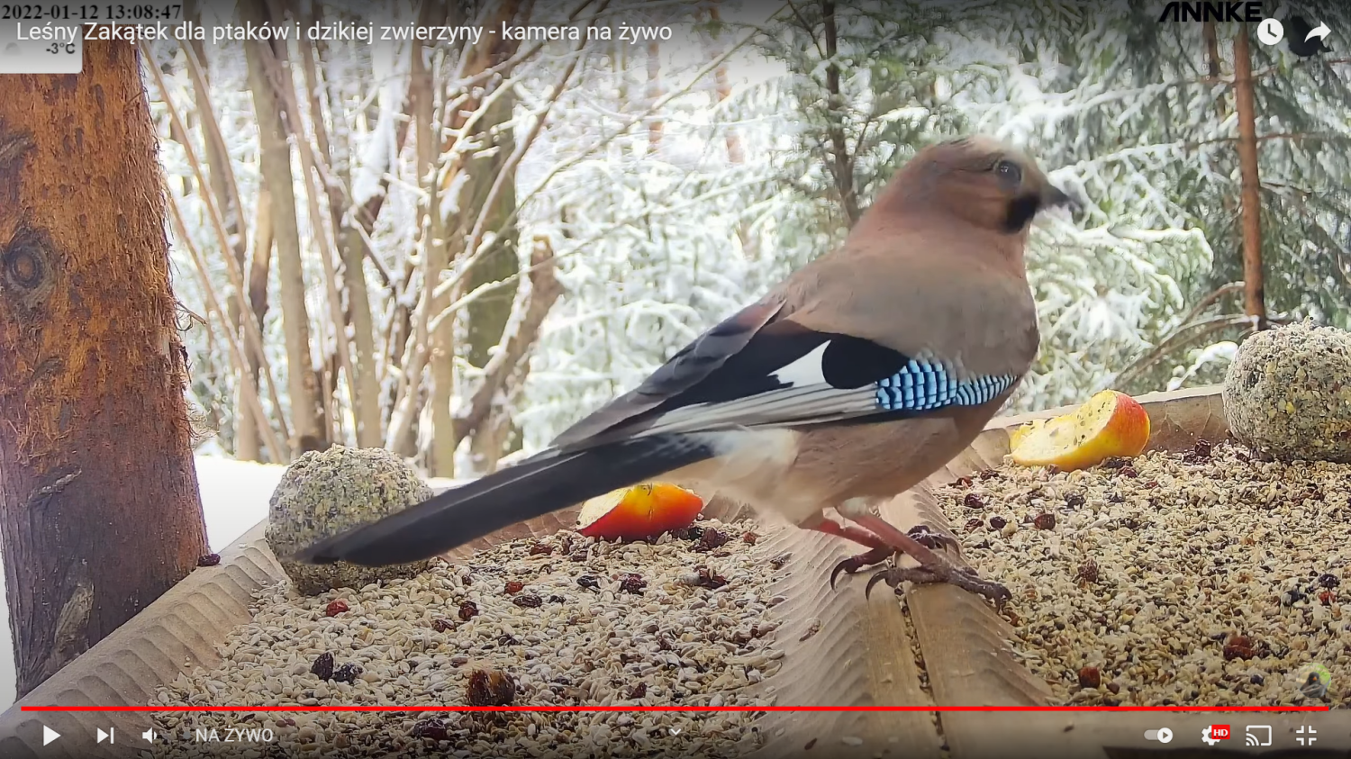 livebirdspoland_3a8fd33a3ec38bd0ca7ff2aa5709963f.png