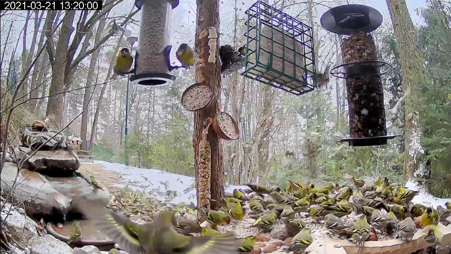 livebirdspoland_34f6724b3c2816ce8b333210fca952fd.jpg