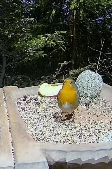 livebirdspoland_32d8d53ed5c34f28252123753efcf724.jpg