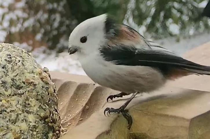 livebirdspoland_ad428f0959a8c89c866a3b88723a085a.jpg