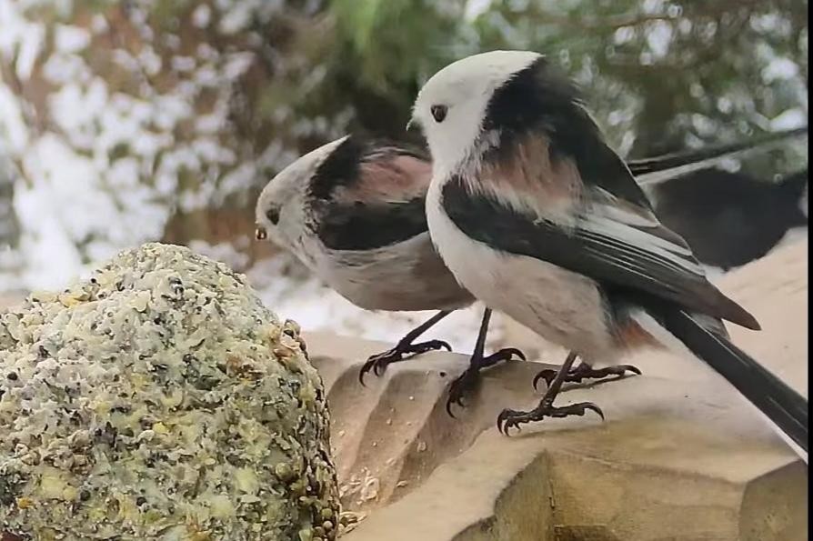 livebirdspoland_a80a0dbd85761b064a8784934c15967c.jpg