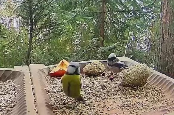 livebirdspoland_8d9dcf6bf455bb2198faf48b17dbbcb7.jpg