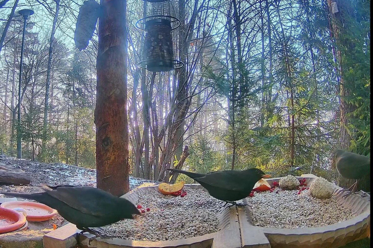 livebirdspoland_208dae9f0ea32ab75cbcbf96ee079b96.jpg