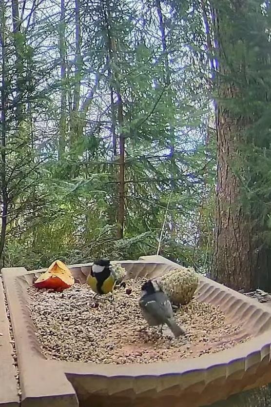 livebirdspoland_41cd365d5426fdbb1c0ce499da18bc82.jpg