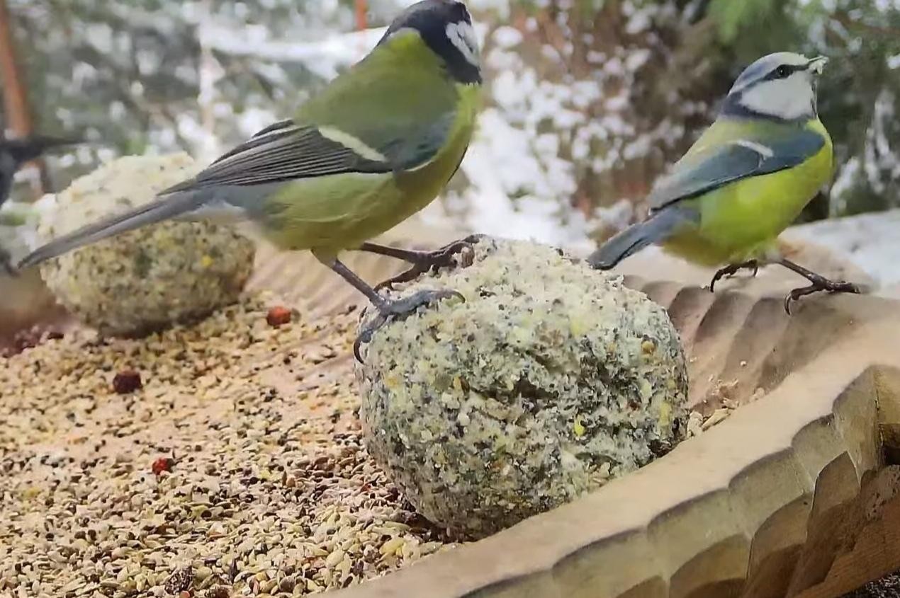 livebirdspoland_3487a9adc3fab913af9675b1e442ca61.jpg