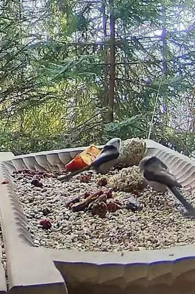 livebirdspoland_cad6e033a5eda0f347711878e51362b1.jpg