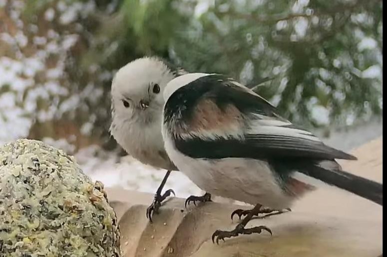 livebirdspoland_2e8ed48809a0a8b4742d9b6449f50bb0.jpg