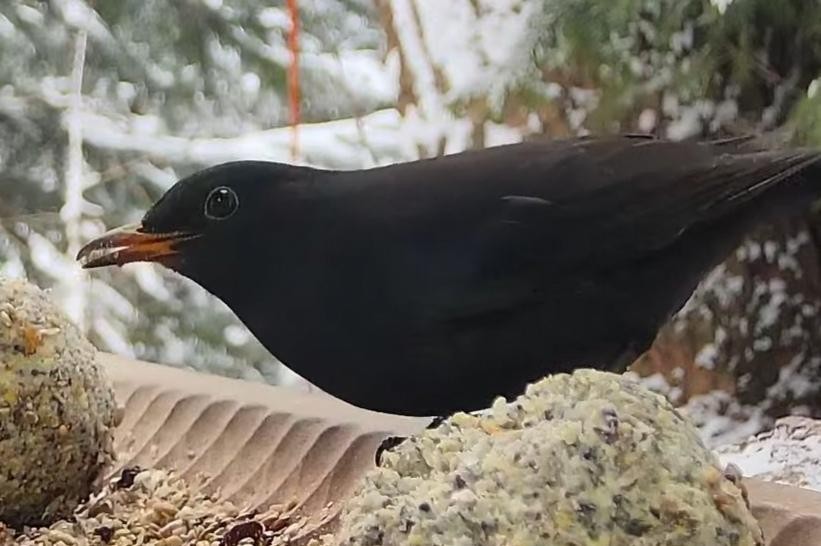 livebirdspoland_2b09893a29573ac4b0d5d687014eb261.jpg