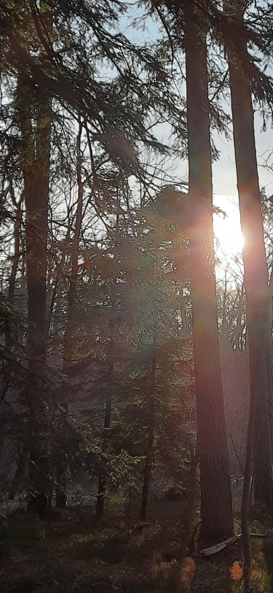 livebirdspoland_ea86f092bbc429b2817dec24fc9b6700.jpg