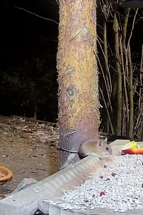 livebirdspoland_e7e29e41c8aba6d4da8f1e58d202ef80.jpg
