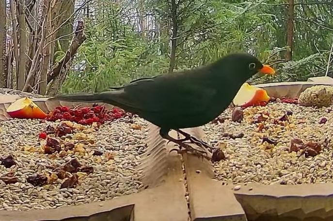 livebirdspoland_4846b474f4b29f5e144795168a77f934.jpg