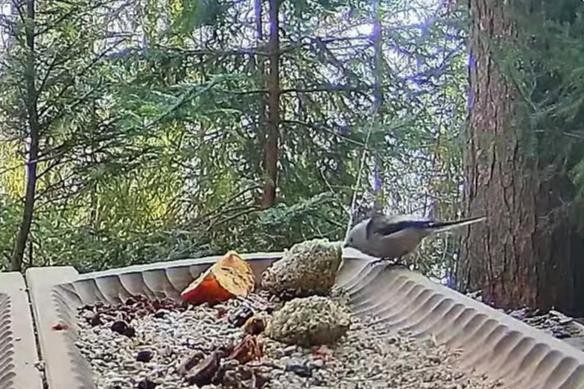 livebirdspoland_5a121d5fbeec6ea3d1ef58085746639d.jpg