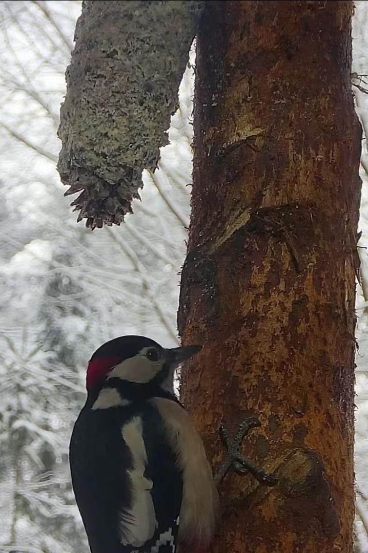 livebirdspoland_4524bcf2a80ef0a2301f9493f4f735af.jpg