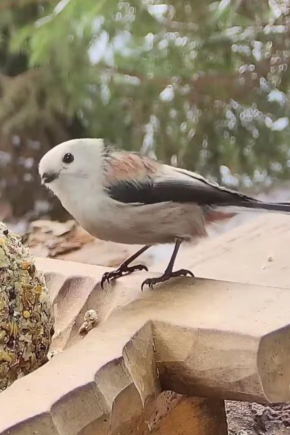 livebirdspoland_cd913bf10e1c4a5f37961c06354136a1.jpg