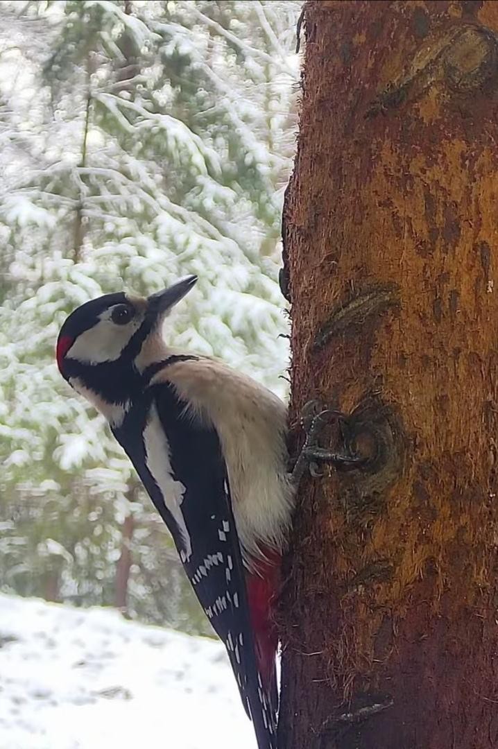 livebirdspoland_30468278c5cedb4510b34f384e2954a7.jpg