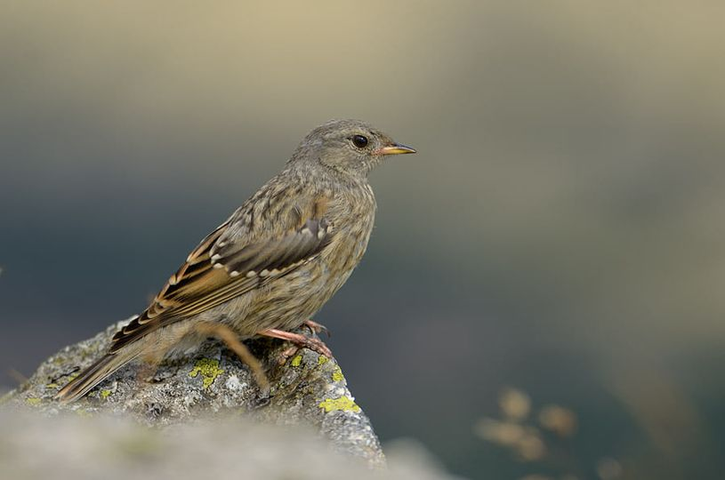 livebirdspoland_d476ec463c4cf305b4e59d6e224116d0.png
