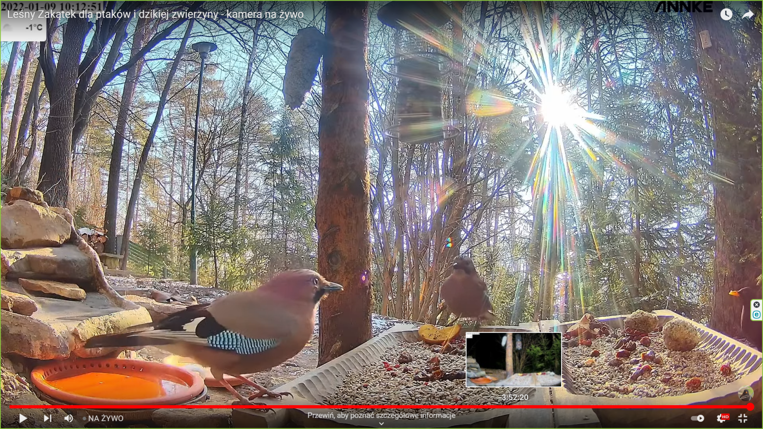 livebirdspoland_502a3db37873287459abcf0439de9f7b.png