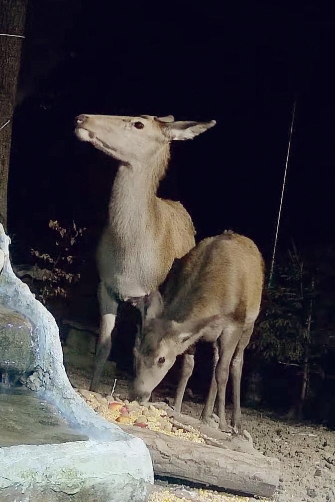 livebirdspoland_22600a8c418a7677660edd7eb07ba1c4.jpg