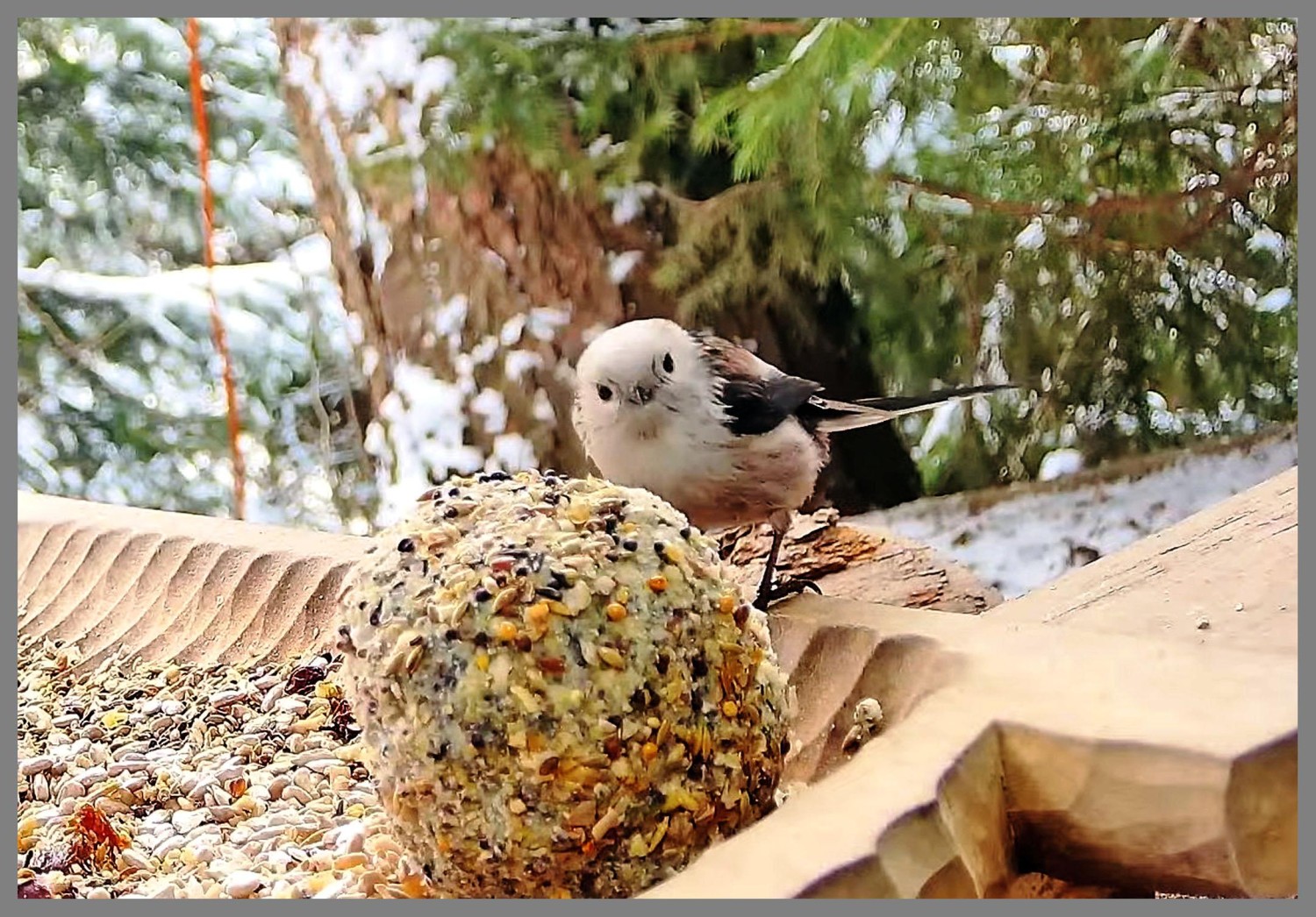 livebirdspoland_5fe0276609743b83b3c106769f25b2a7.jpg