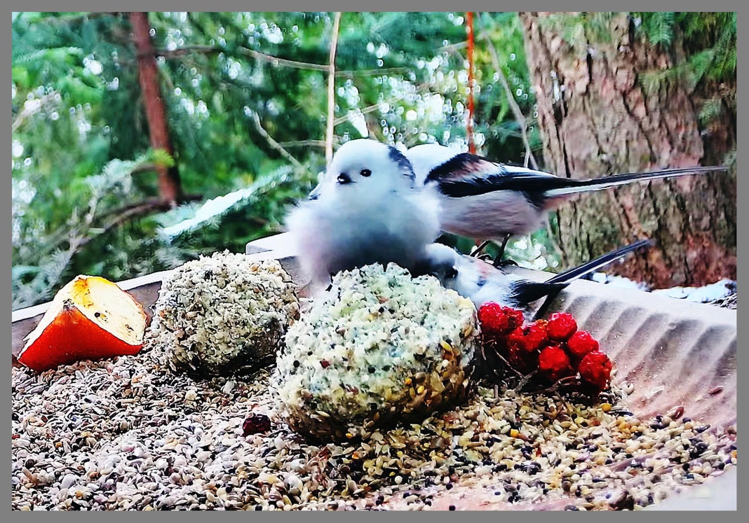 livebirdspoland_47c425f44a1a26105db0b46d23e37474.jpg