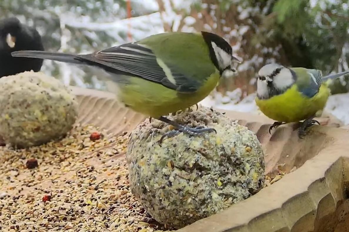 livebirdspoland_73e0cde547c58899b17b48b9eed6c39e.jpg