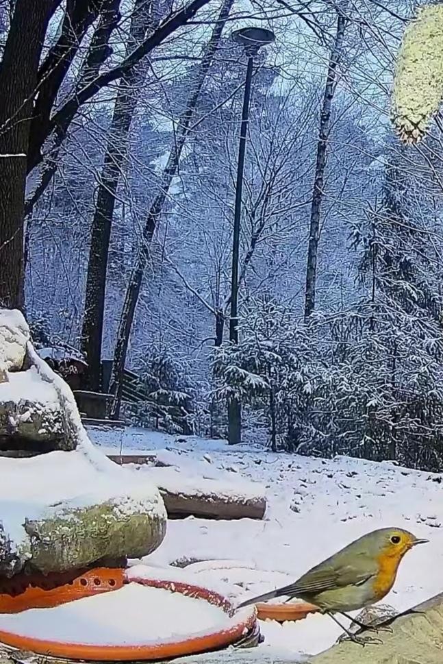 livebirdspoland_ef63d3e759d137b073274b0160c3016e.jpg