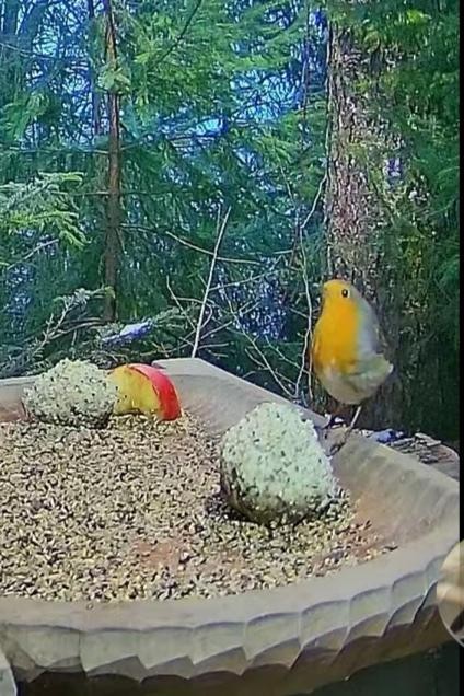 livebirdspoland_89e6cf3cf5b03daa693345bb8355e996.jpg