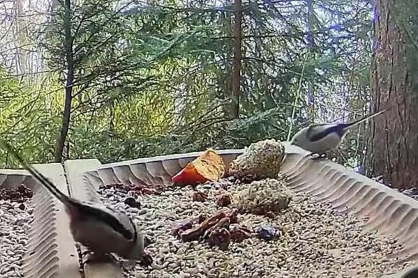 livebirdspoland_53bd9474523278b5ca7a7a838e0e8764.jpg