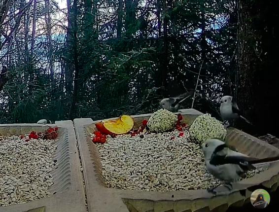 livebirdspoland_0bb8ccc17da72eeaf8dead42a0e4d80a.png