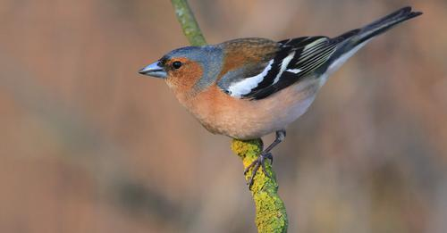 livebirdspoland_fa788f5242a5960cc2eb2f6b7a69d79f.png