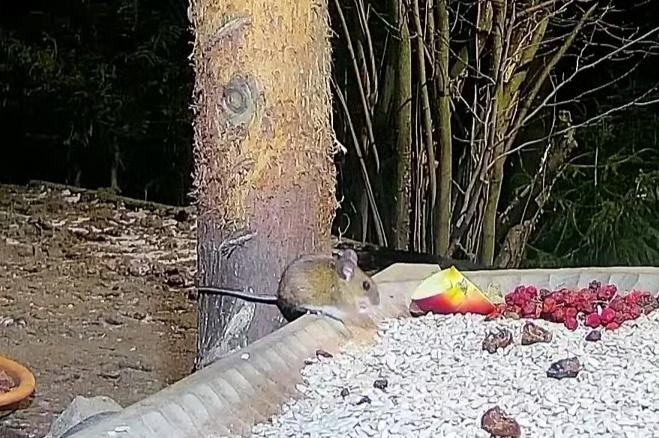 livebirdspoland_c390ba7b5560fc4071164e1f9493acb7.jpg