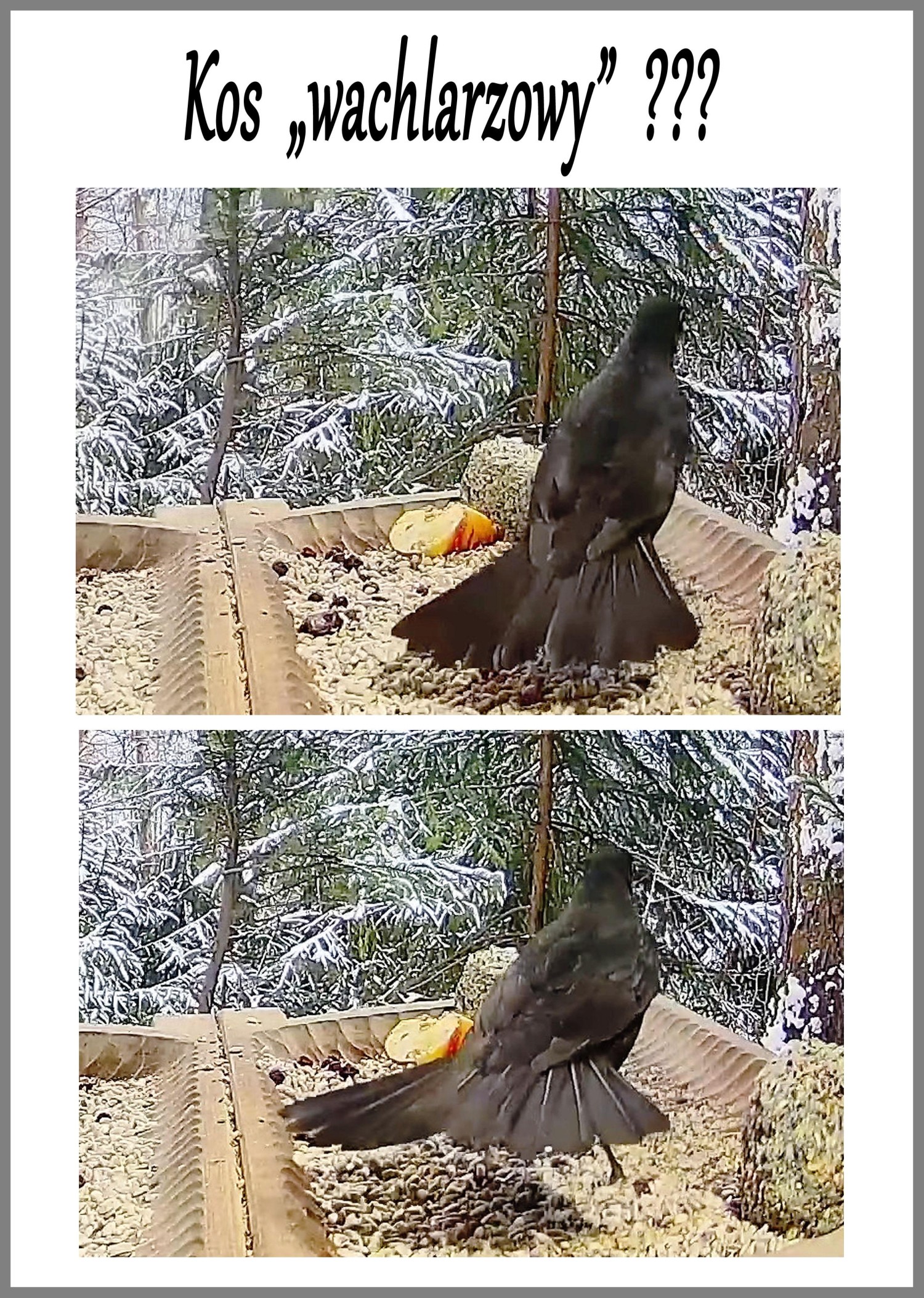 livebirdspoland_c0234aaeb6dfd6f7aced6d8857fd49ee.jpg