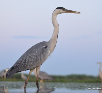 livebirdspoland_f234884a1bf5737dbc7428a569c3b371.png