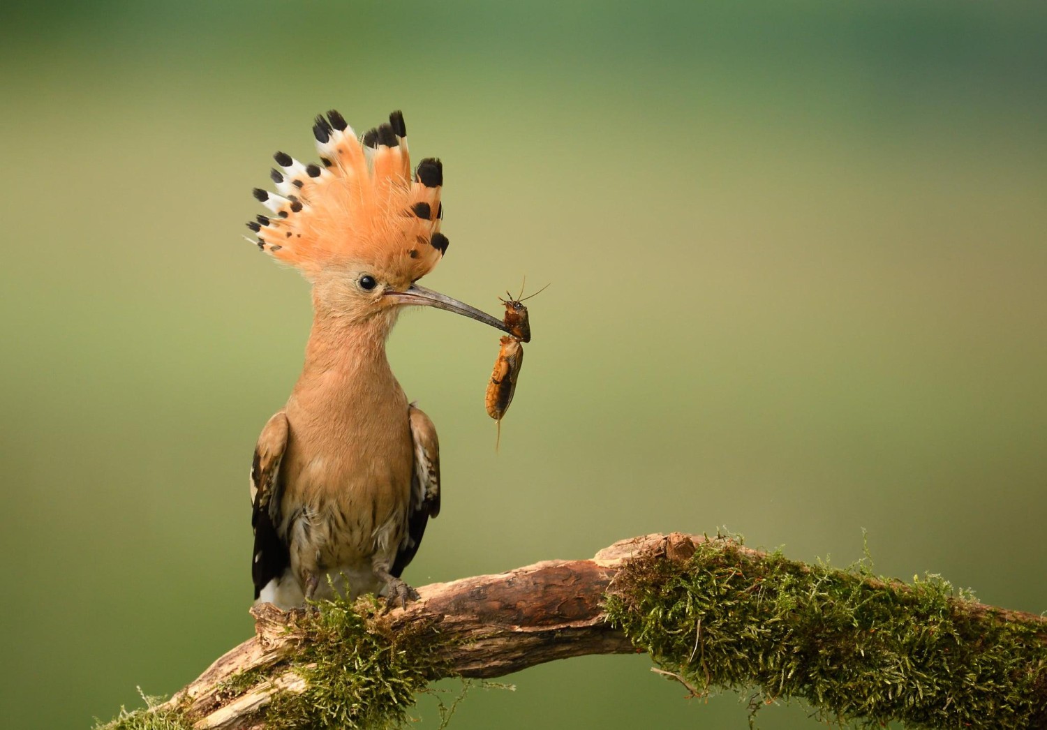 livebirdspoland_2281bc554597db43f19f2bbd6e43d867.jpg