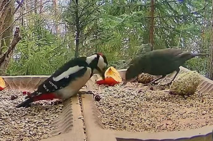 livebirdspoland_f0c22df6cc4b70cd4e9a75e0eb724f84.jpg