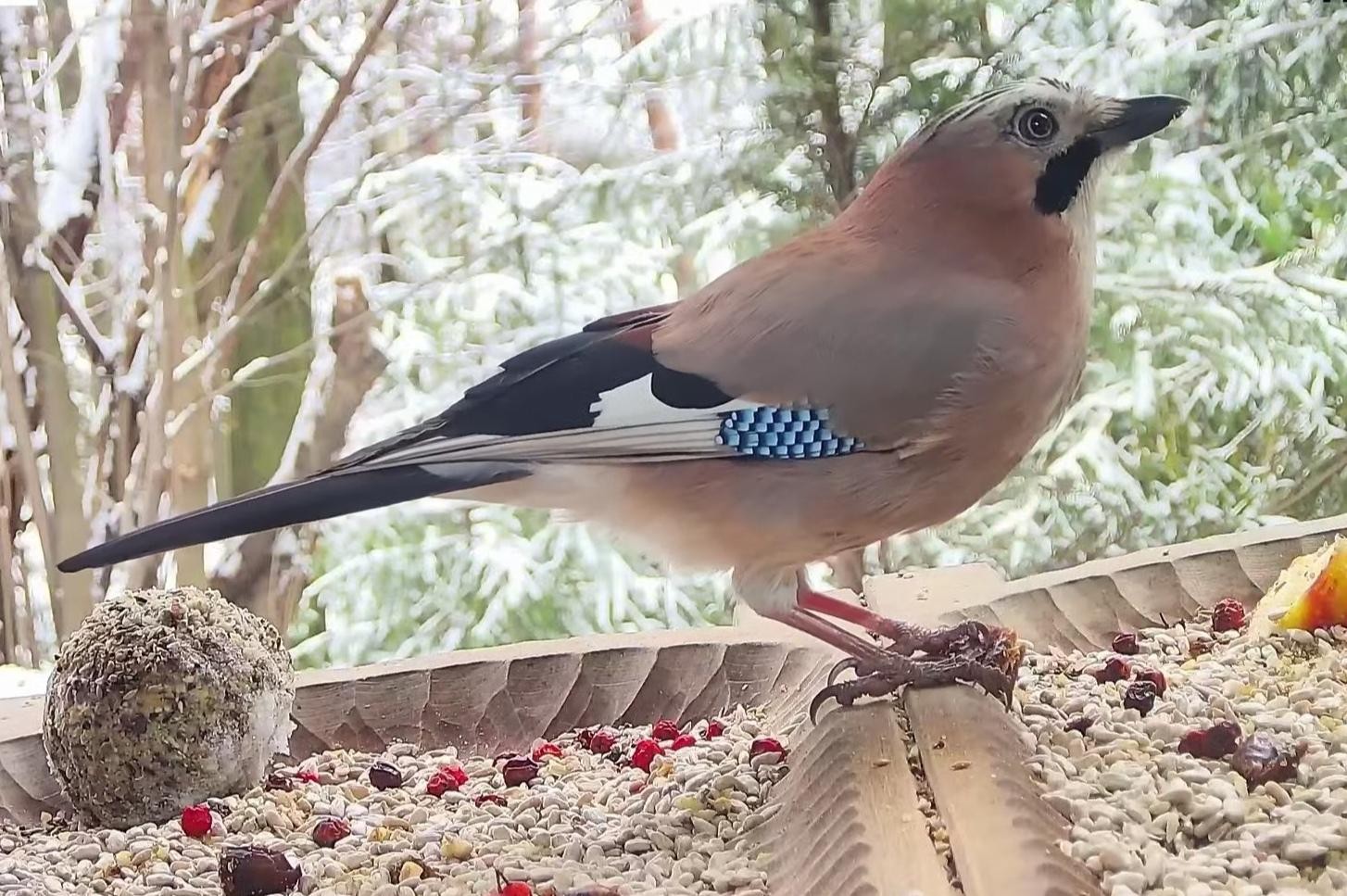 livebirdspoland_907da6975eeba5076fdb3dd579301881.jpg