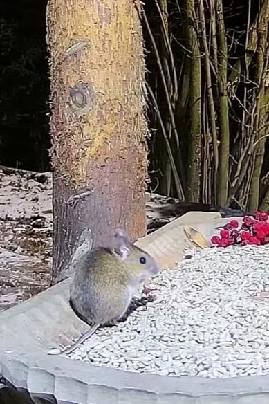 livebirdspoland_35cb4d76c1380dc4fe1255301b488414.jpg